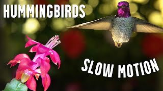 Hummingbirds in SLOW MOTION [upl. by Dunham]