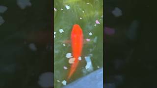 Pond Goldfish Enjoy breakfast goldfish shorts fishpond feedingfish [upl. by Ycnan]