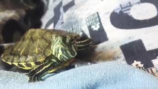 Red eared slider making sounds 🐢 [upl. by Motteo]