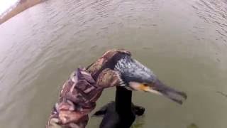 tir cormoran  hunting cormorant  Dombes 2013 [upl. by Woothen634]