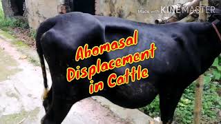 Abomasal Displacement in Cattle [upl. by Neenaej895]