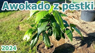 Awokado z pestki w listopadzie  2024 [upl. by Stilu554]