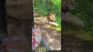 Lion Safari vandalur zoo [upl. by Attenyw]