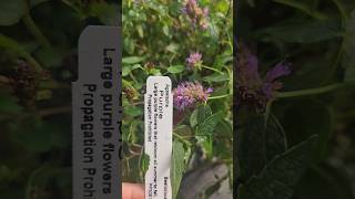 Agastache HumingbirdMint Perennial HerbTea PurpleFlowers BeeLove Rauthơm uốngtrà [upl. by Htezil]