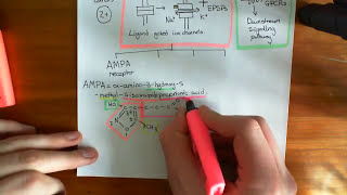 Introduction to Glutamate Receptors [upl. by Levinson]