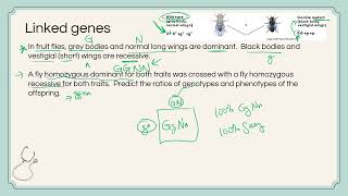 IB Biology D32 Inheritance  AHL  dihybrid crosses linked genes chisquare [upl. by Ricard]