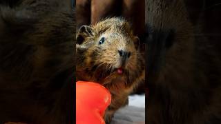 GuineaDad Exclusive Peek🌟 shorts guineapig guineadad [upl. by Allenad]