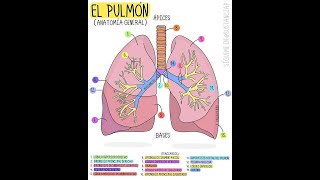 Anatomíafisiología pulmonar limitecarasápicesventilaciónperfusióndifusiónvolumencapacidad [upl. by Egroj]