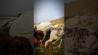 DuckHensPearlHen Rooster GooseFrancolin Enjoying The Morning Meal animals shorts viralvideos [upl. by Gabrielson128]