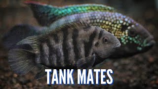 Top 10 Tank Mates for Convict Cichlids [upl. by Ardnaxela]