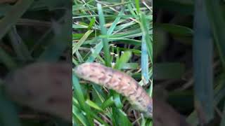 A Still Large Yellow Underwing Due To It Being Cold [upl. by Ivgnout]