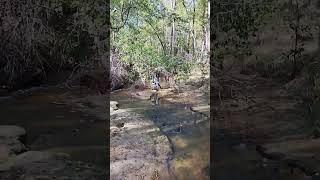 tibby dog first creek walk [upl. by Kirre]