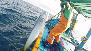 ¡Increíble captura de Llampugas en alta mar [upl. by Hsirt]