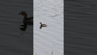 water Birds funny running waterbirds lake river wildlife ytshorts [upl. by Hephzipa]