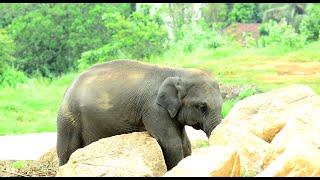 The baby elephant stuck between two stones [upl. by Nylia670]