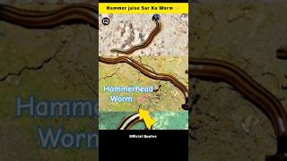 Hammerhead Worm 😱 shorts [upl. by Akemrehs]