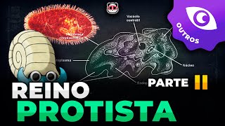 Reino Protista  Parte 2 Os protozoários 24 [upl. by Eelrebma92]