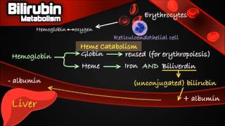 Bilirubin Metabolism  Pathway Made Simple Erythrocytes Conjugation Urobilinogen etc [upl. by Wyon]