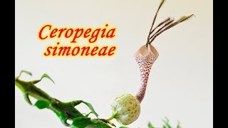 Ceropegia simoneae [upl. by Onaled]