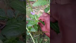 DID YOU KNOW Blue Vervain Benefits bluevervain herbs plants herblife viral jamaicanherbs [upl. by Landau693]