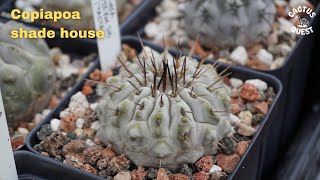 Hard growing Copiapoa in Oceanside California cactusquest copiapoa [upl. by Icyaj]