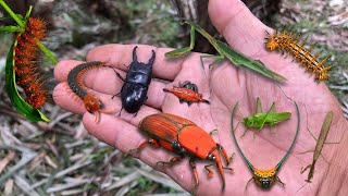 Found stag beetle and red palm beetle‼️catch demon horned spider furry caterpillar praying mantis [upl. by Lapo]