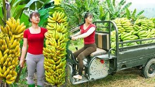 Use 3wheeled Vehicle Harvesting A Lots Of Banana Goes To Countryside Market Sell  Farm Life [upl. by Landis]