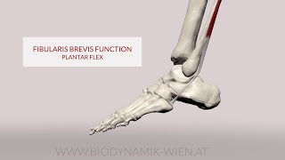 Fibularis Brevis Function Plantarflexion 3D Animation [upl. by Martinez]