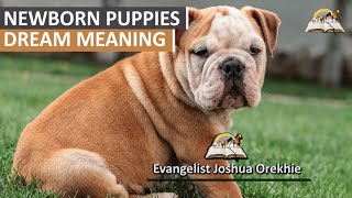 Newborn Puppies Dream Meaning  Puppies Symbolism and Interpretation [upl. by Neesay]