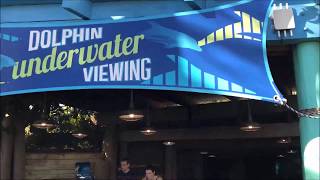 Underwater Dolphin Viewing Area Sea World Orlando Walkthrough POV [upl. by Tips682]