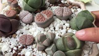 Hablemos de Lithops Que son Cuidados y Tips  2018 [upl. by Chris14]