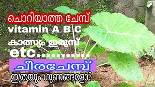 CHEERA CHEMBU  CHEERA CHEMBU IN MALAYALAM  ചീരചേമ്പ് Tahitian spinach colocasia esculenta [upl. by Barbabas413]