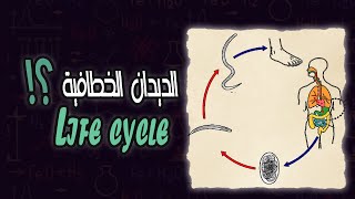 دورة حياة الديدان الخطافية  Hook worms life cycle [upl. by Suravat]