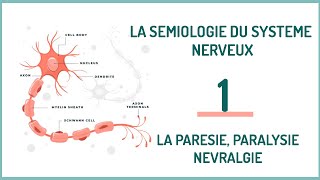 EPISODE 1 La sémiologie neurologique la parésie paralysie névralgie [upl. by Andonis]