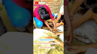 ANIMAL RESCUE TEAM LAKHIMPUR animals cow rescue trendingshorts varalvedio trending cowvideos [upl. by Ayom]