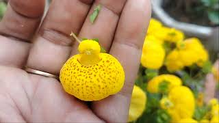 गुब्बारे जैसे फूलCalceolaria ladiespurseplant pocketplant uniqueplant trendingvideo [upl. by Sabah]