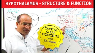 Hypothalamus  Structure and Function  Neuroanatomy [upl. by Yila311]