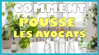 Comment pousse les avocats [upl. by Durno]