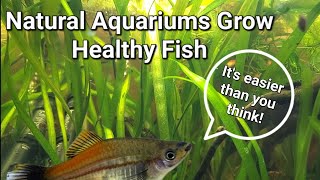 Natural Aquariums for your Fish and Microfauna [upl. by Anelrac]