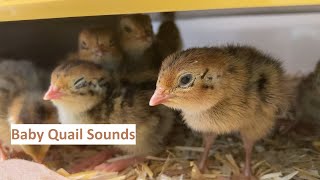 Just 36 minutes of baby quail sounds [upl. by Montford]