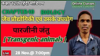 पारजीनी जंतु  Transgenic animals  Class 12 Biology plsirchitrangi [upl. by Sollars989]