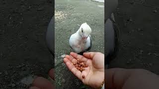 amar cute ball pigeon name 🤭🕊️cutepet kabutar birds pigeon shrots viralvideo [upl. by Atsylak151]