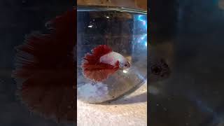 Half Moon Betta Fish colourfish aquariumfish halfmoonbettafish fighterfish [upl. by Netram548]