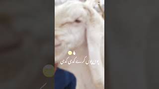 bakra larebadobadifunnyvideo [upl. by Lodie31]