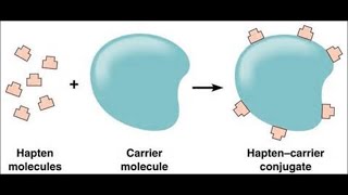 Haptens and Adjuvants [upl. by Llehcram]