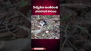 The Reason Sparrows became Extinct ll Telugu Facts ll TOT FACTS [upl. by Powe]