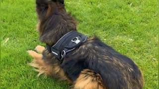 QuickFit Dog Harness Review  Rogue Royalty’s Best Dog Harness for All Activities [upl. by Codie689]