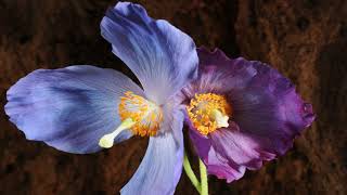 Himalayan Blue Poppy Meconopsis flower time lapse [upl. by Beauvais]