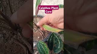 Calathea Plant Care calathea calatheaplant tropical plants shorts [upl. by Efram]