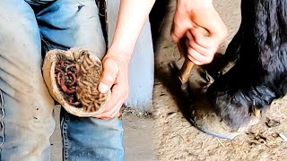 Caring for Injured Hooves in 4K Essential Cleaning Tips [upl. by Duvall]